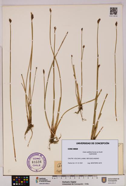 Carex setifolia [Espécimen: UDEC:CONC:0068526]