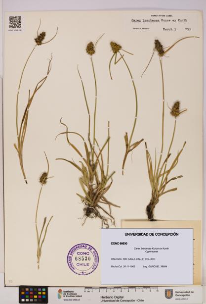 Carex bracteosa [Espécimen: UDEC:CONC:0068530]