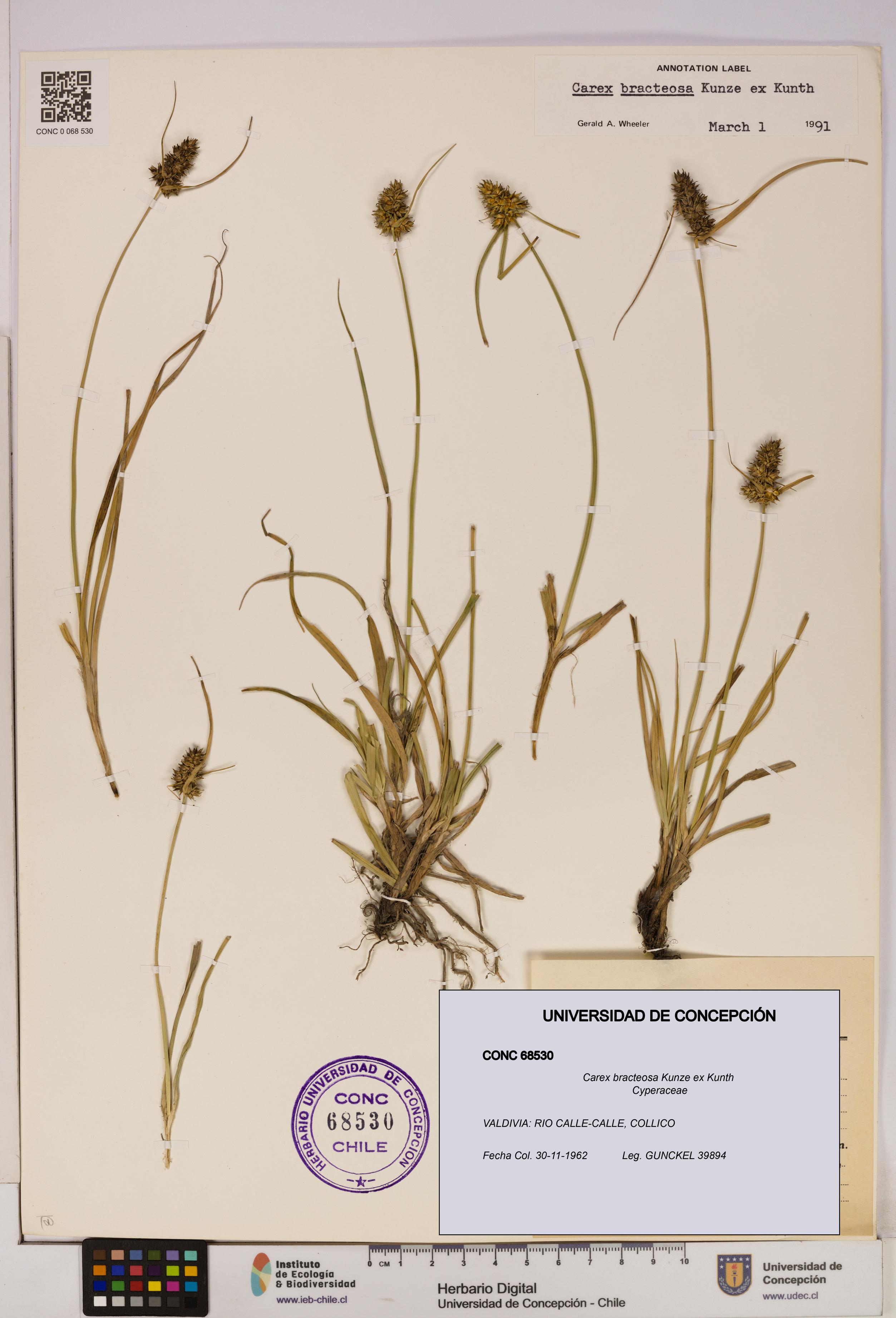 Carex bracteosa [Espécimen: UDEC:CONC:0068530]