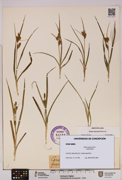 Carex fuscula [Espécimen: UDEC:CONC:0068533]