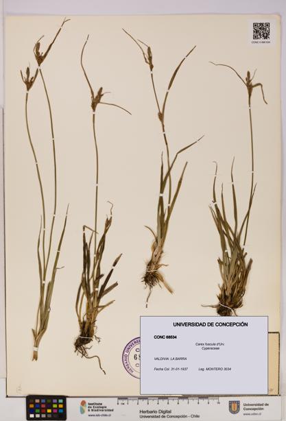 Carex fuscula [Espécimen: UDEC:CONC:0068534]