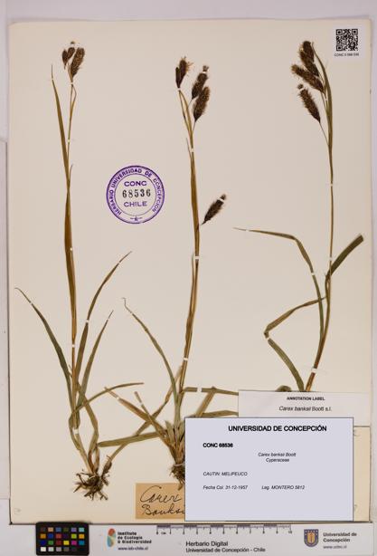 Carex banksii [Espécimen: UDEC:CONC:0068536]