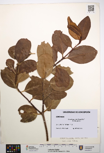 Gomortega keule [Espécimen: UDEC:CONC:0068546]
