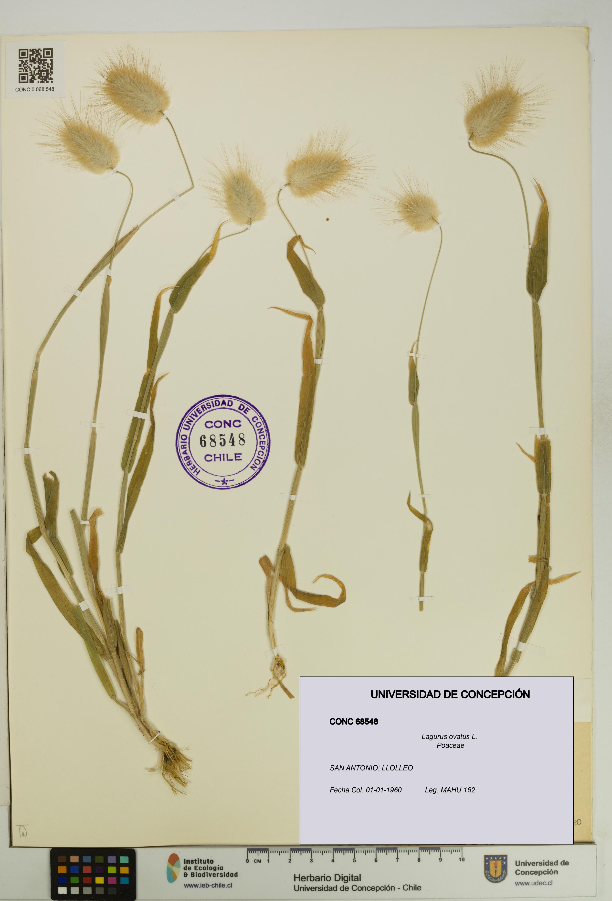 Lagurus ovatus [Espécimen: UDEC:CONC:0068548]