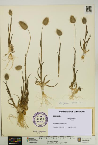 Lagurus ovatus [Espécimen: UDEC:CONC:0068553]