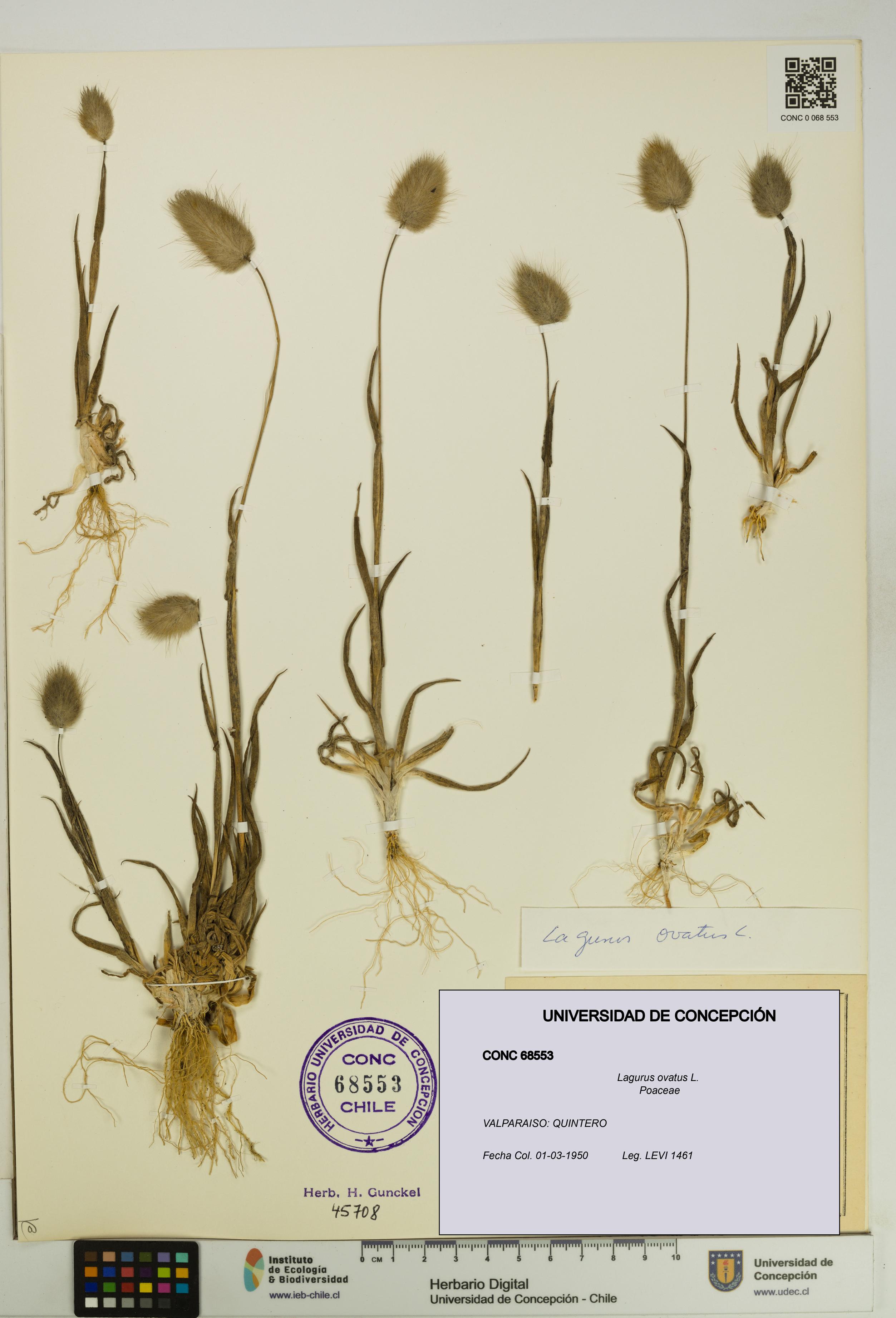 Lagurus ovatus [Espécimen: UDEC:CONC:0068553]