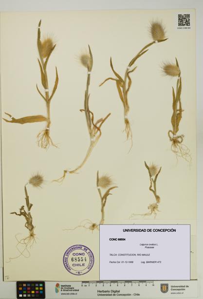 Lagurus ovatus [Espécimen: UDEC:CONC:0068554]