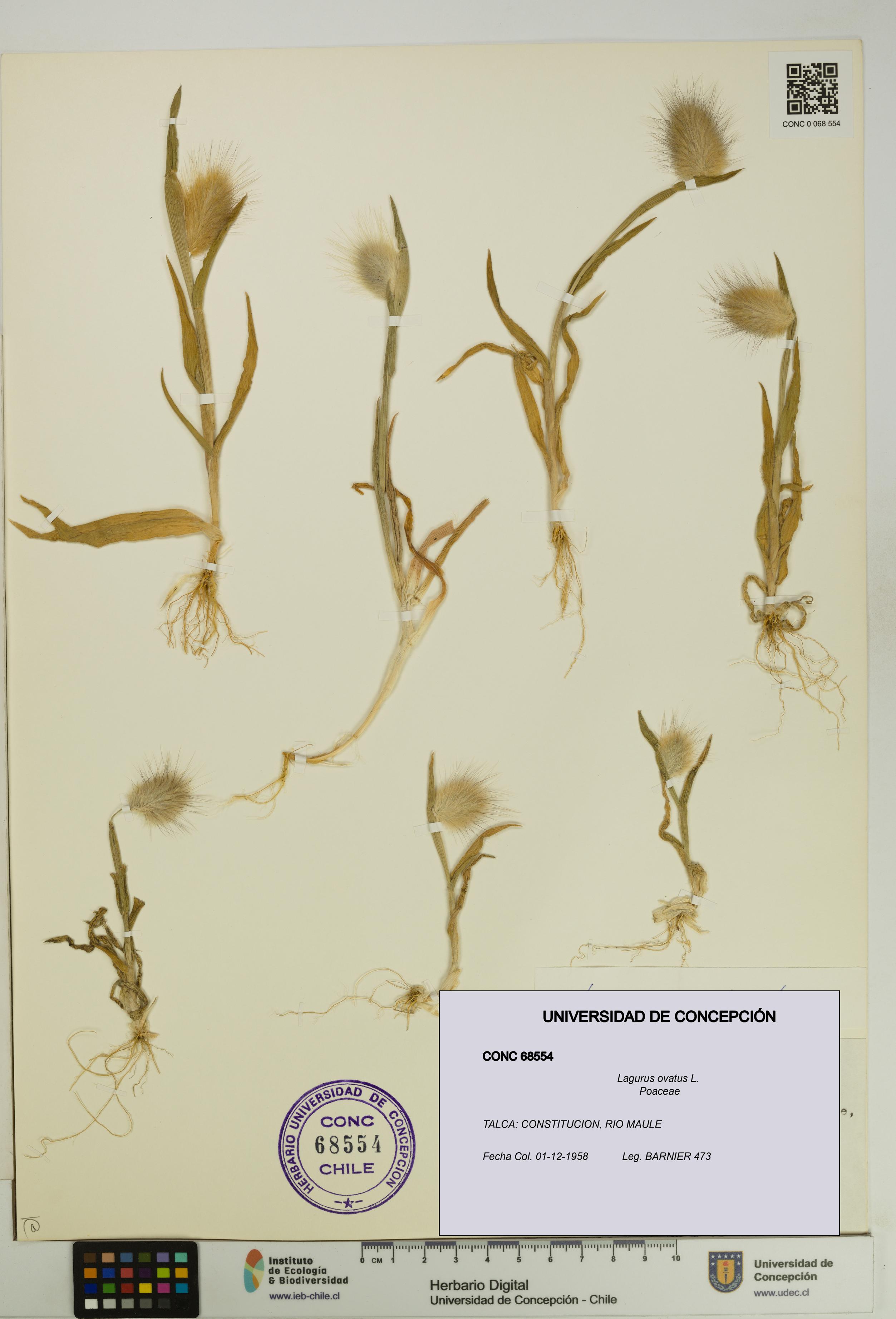 Lagurus ovatus [Espécimen: UDEC:CONC:0068554]