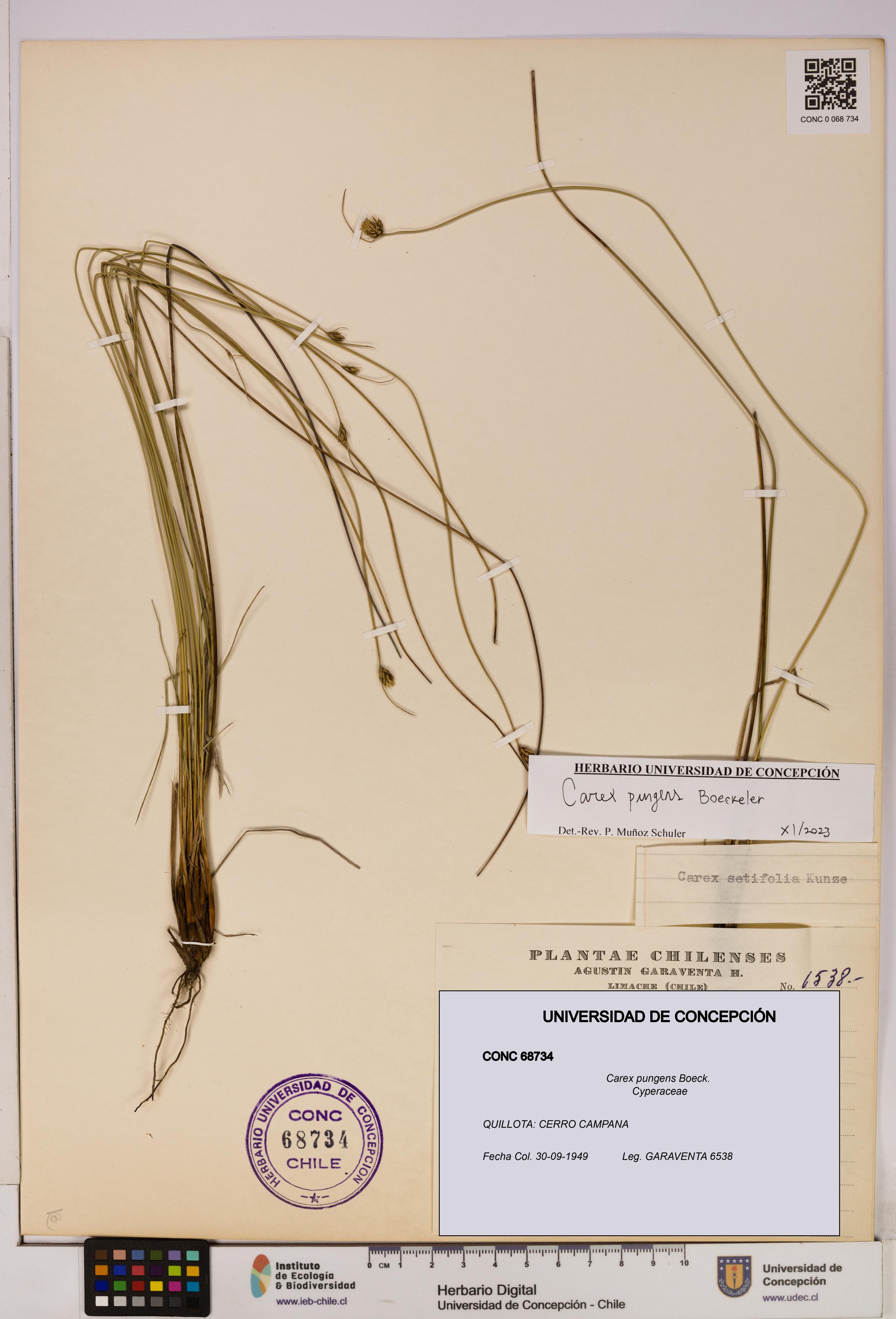 Carex pungens [Espécimen: UDEC:CONC:0068734]