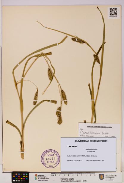 Carex banksii [Espécimen: UDEC:CONC:0068735]