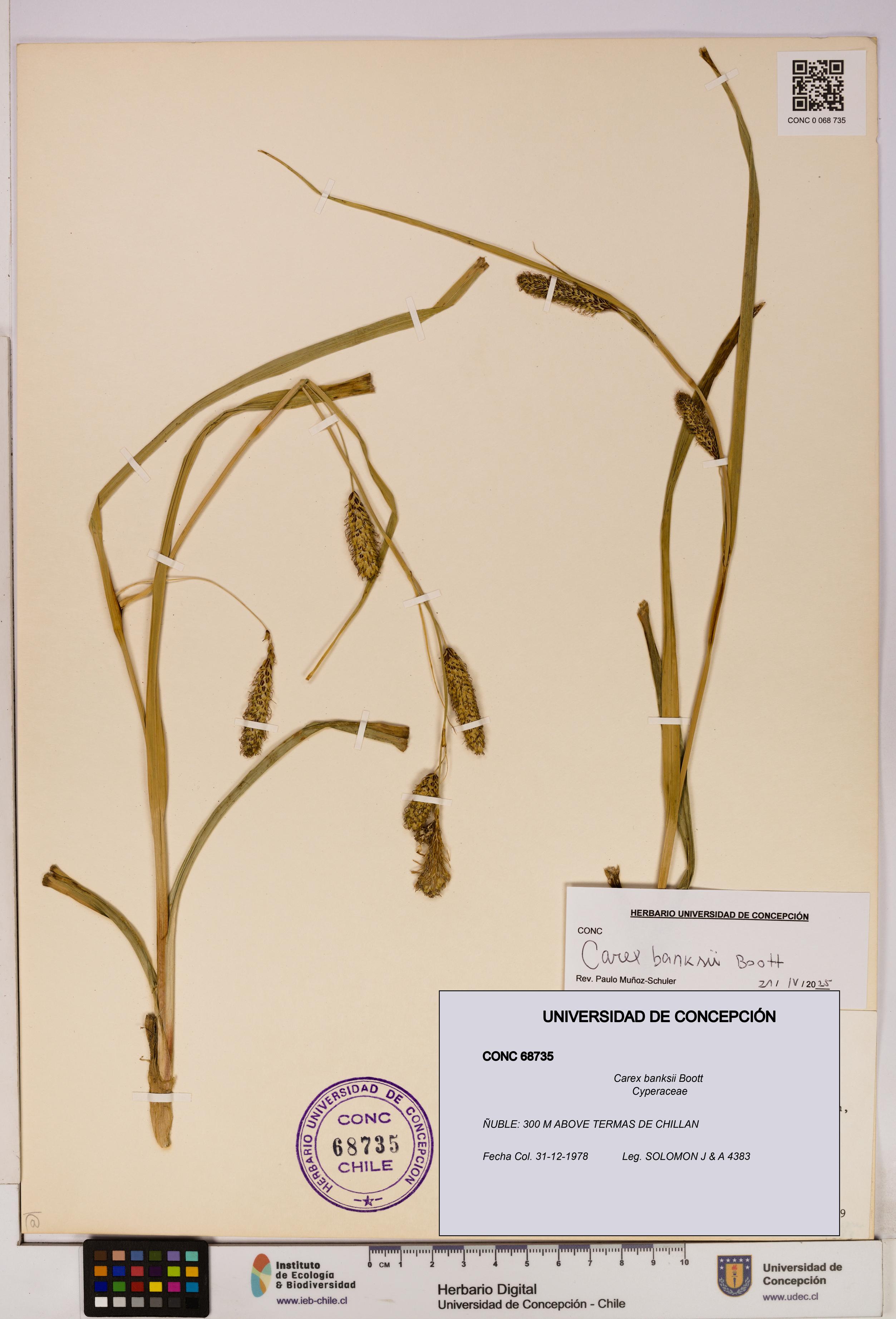 Carex banksii [Espécimen: UDEC:CONC:0068735]