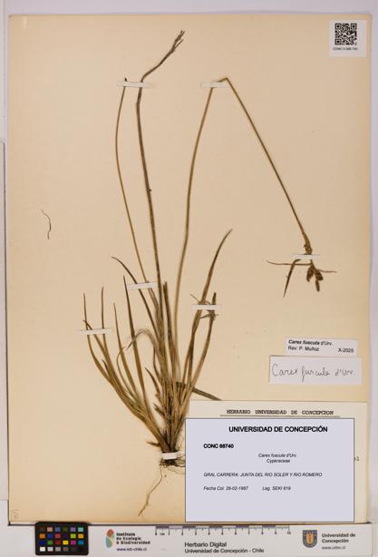 Carex fuscula [Espécimen: UDEC:CONC:0068740]