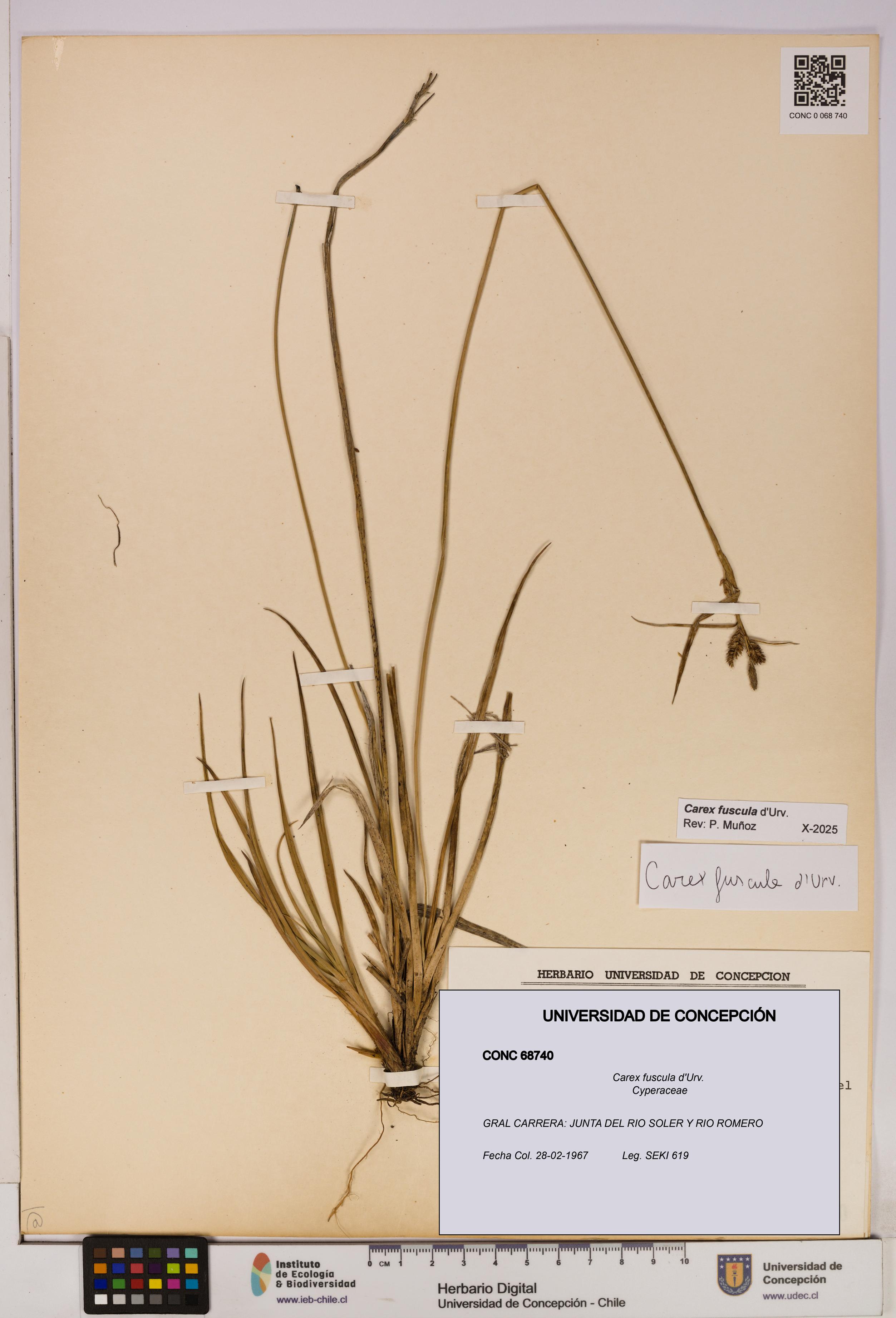 Carex fuscula [Espécimen: UDEC:CONC:0068740]