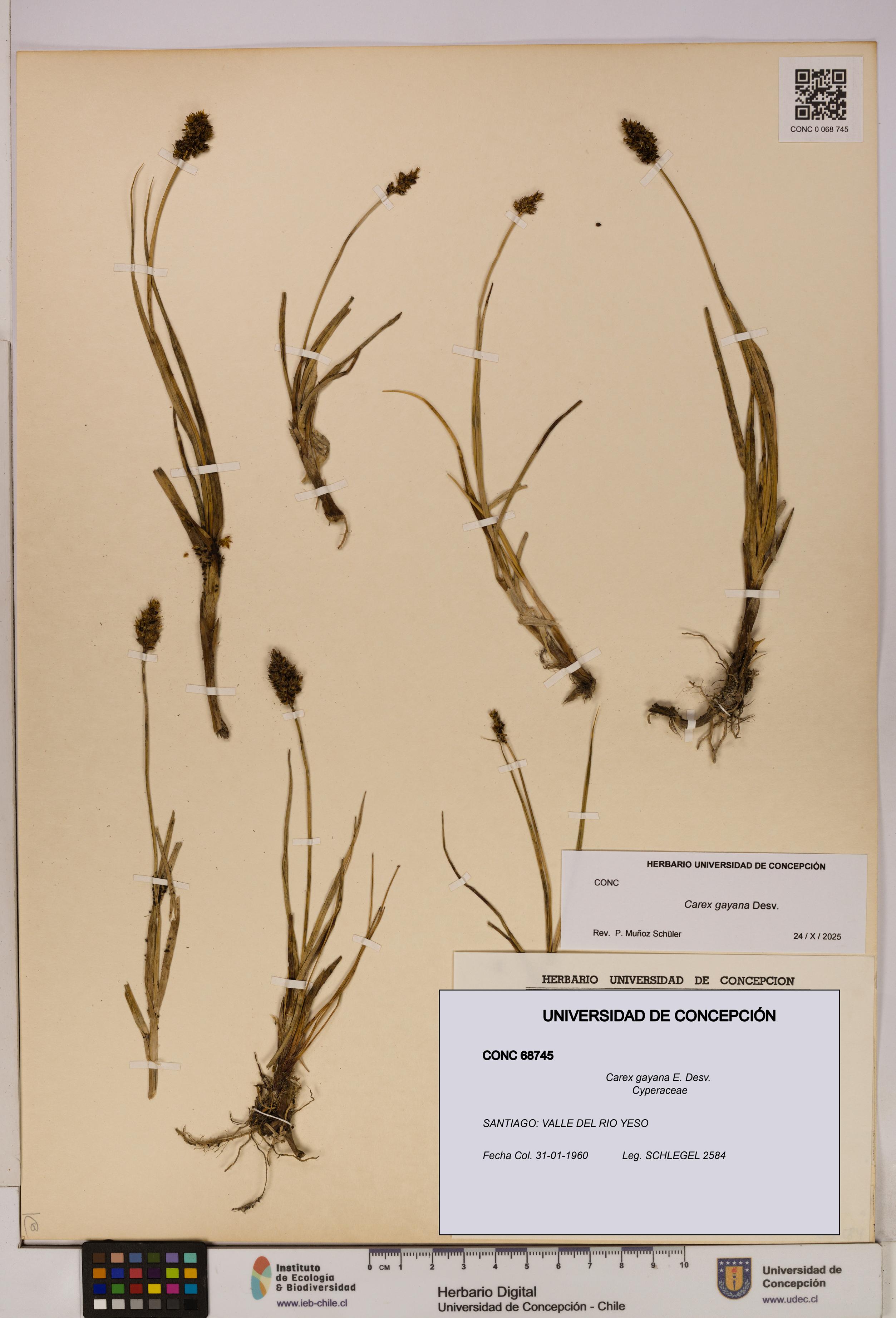 Carex gayana [Espécimen: UDEC:CONC:0068745]