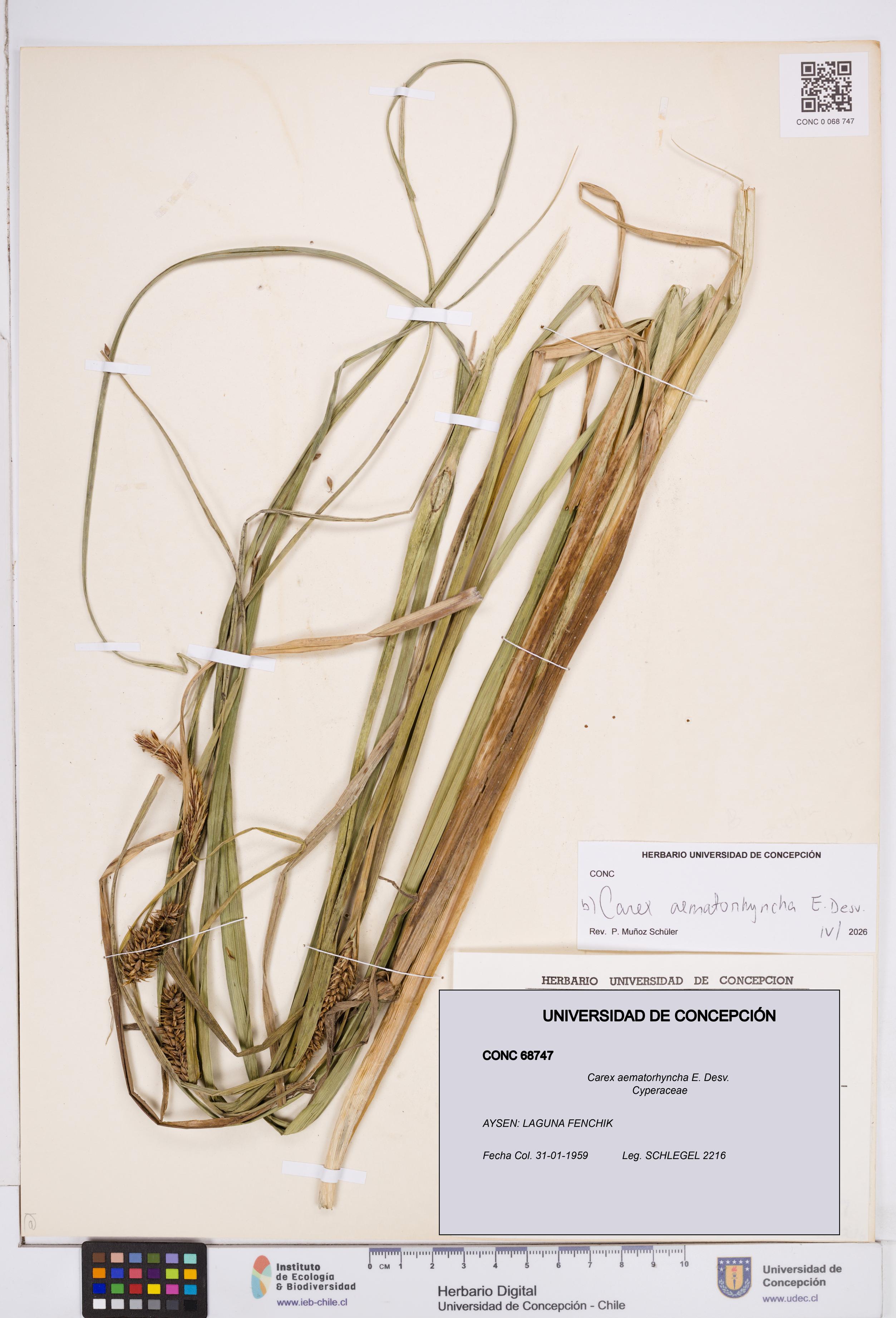 Carex aematorhyncha [Espécimen: ]