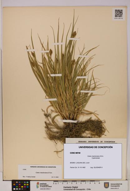 Carex macloviana [Espécimen: UDEC:CONC:0068749]