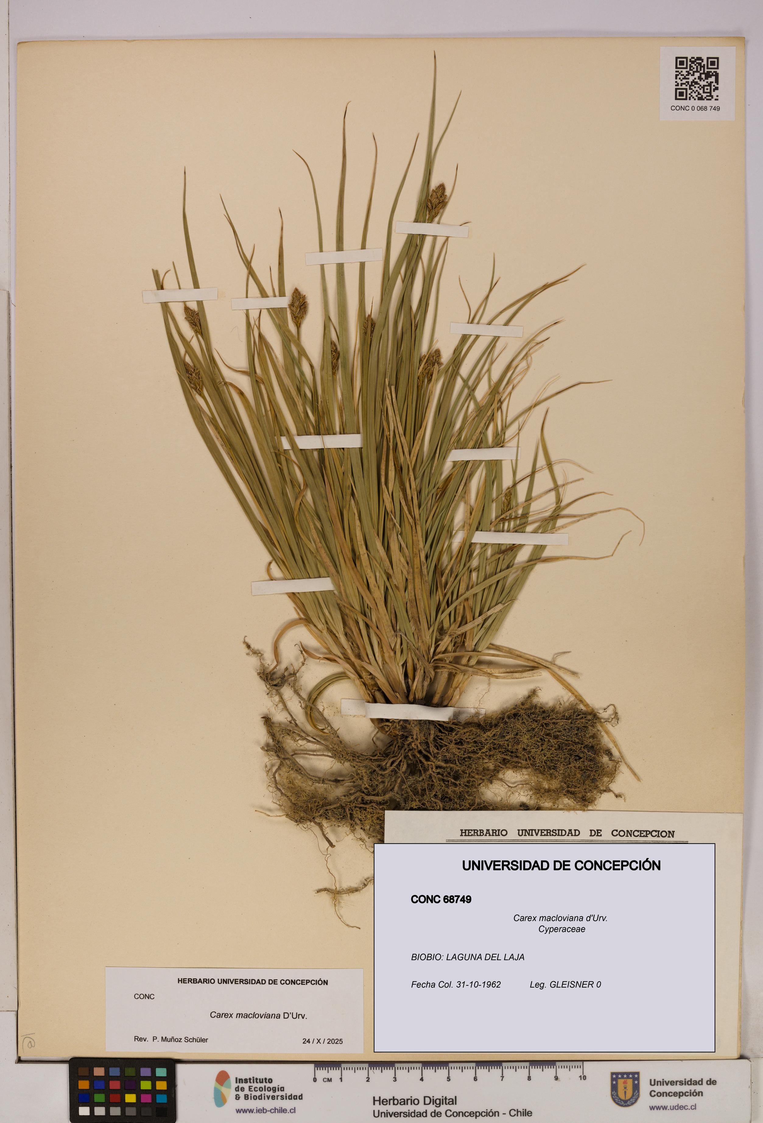 Carex macloviana [Espécimen: UDEC:CONC:0068749]