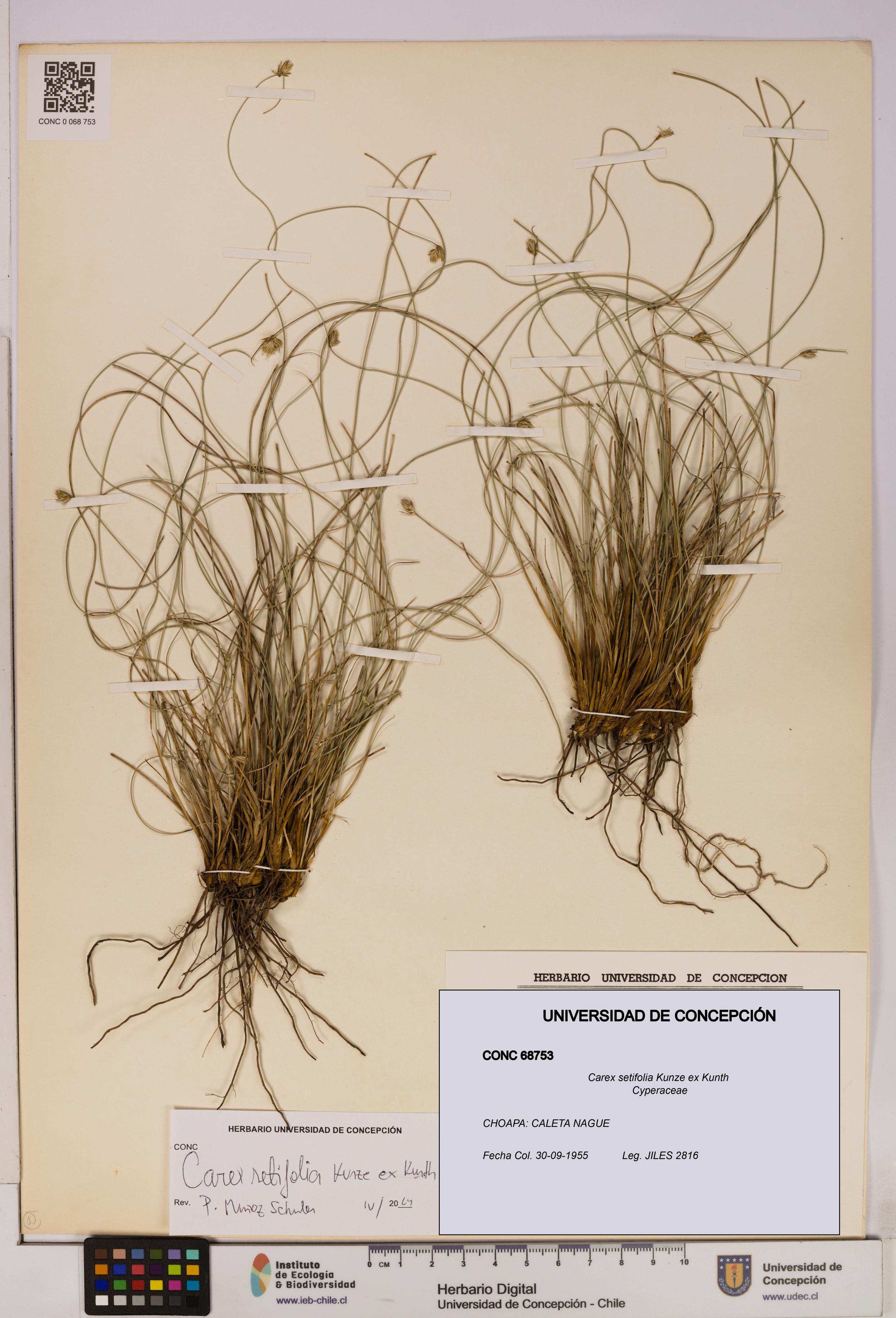 Carex setifolia [Espécimen: UDEC:CONC:0068753]