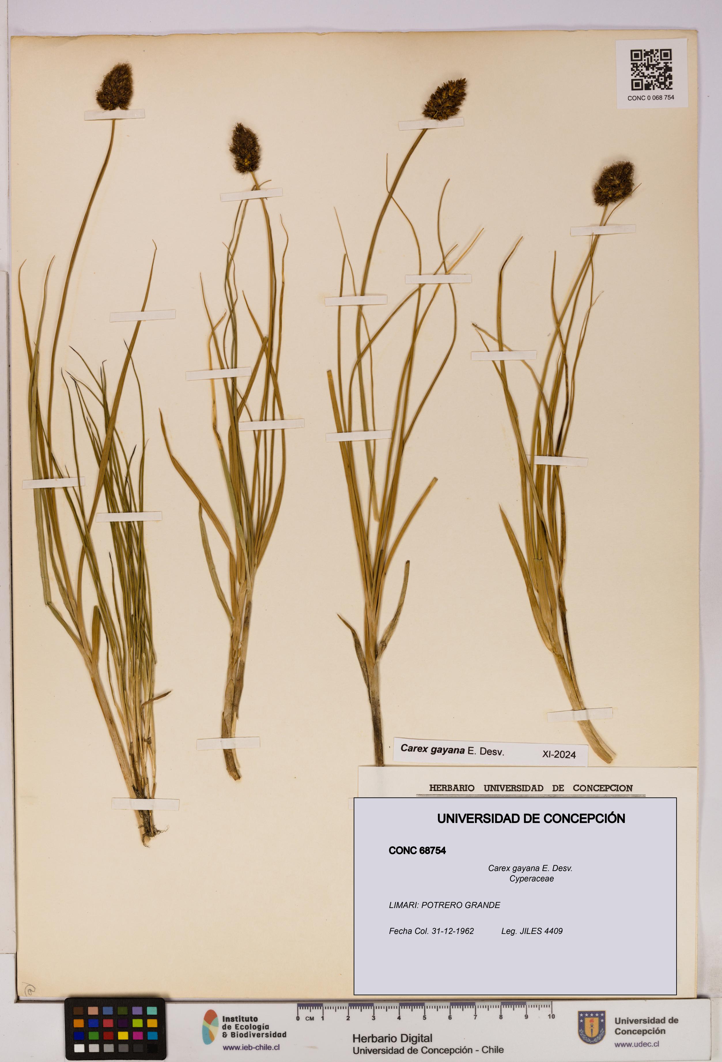 Carex gayana [Espécimen: UDEC:CONC:0068754]