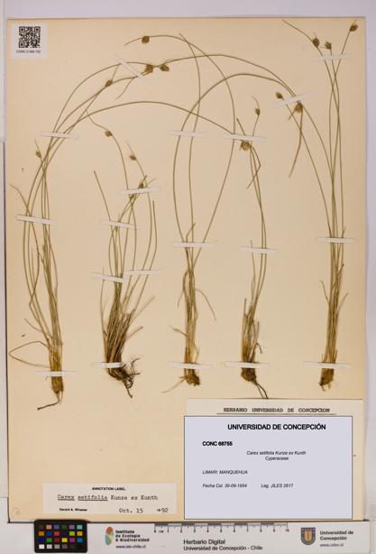Carex setifolia [Espécimen: UDEC:CONC:0068755]