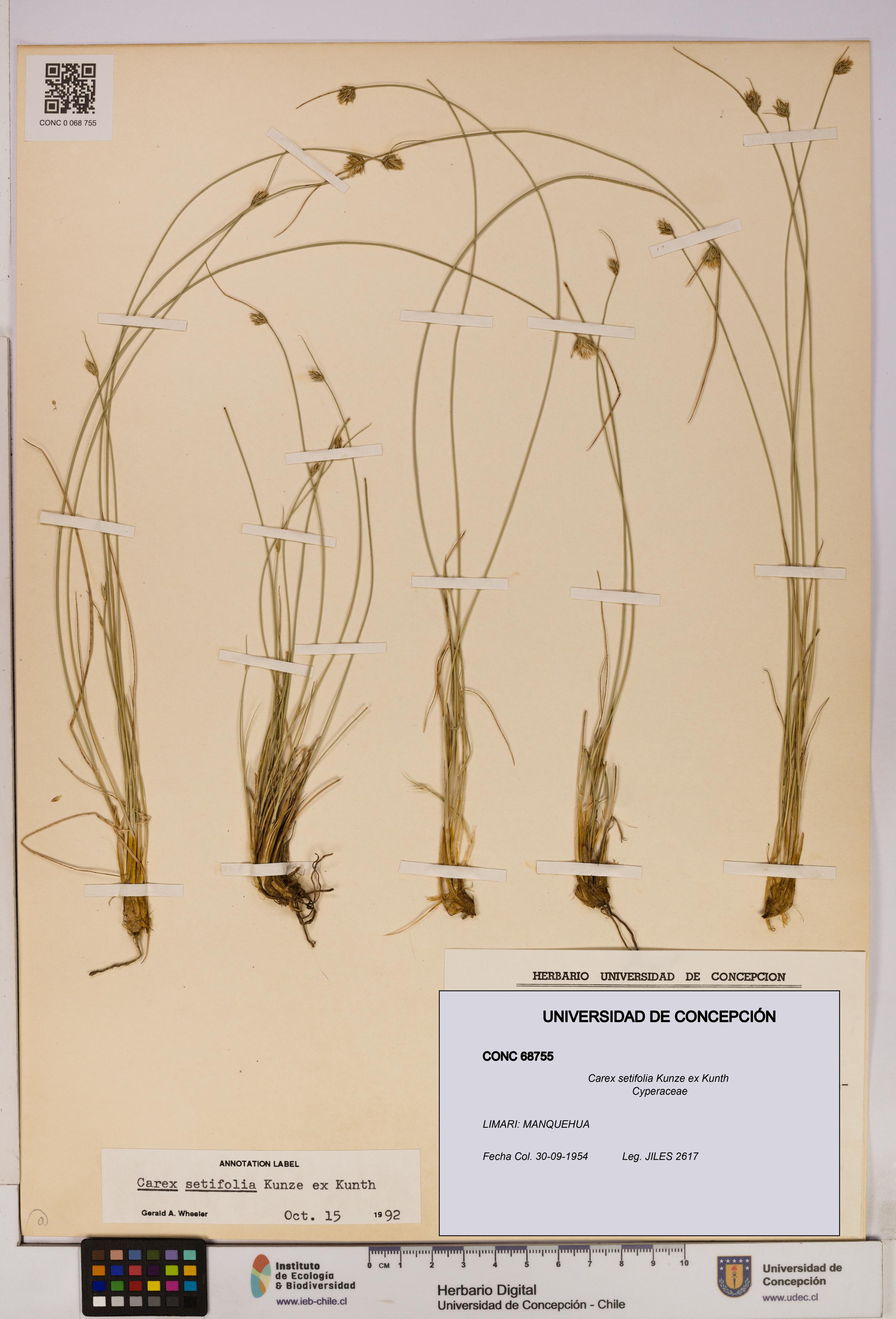 Carex setifolia [Espécimen: UDEC:CONC:0068755]