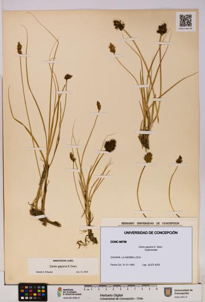 Carex gayana [Espécimen: UDEC:CONC:0068756]