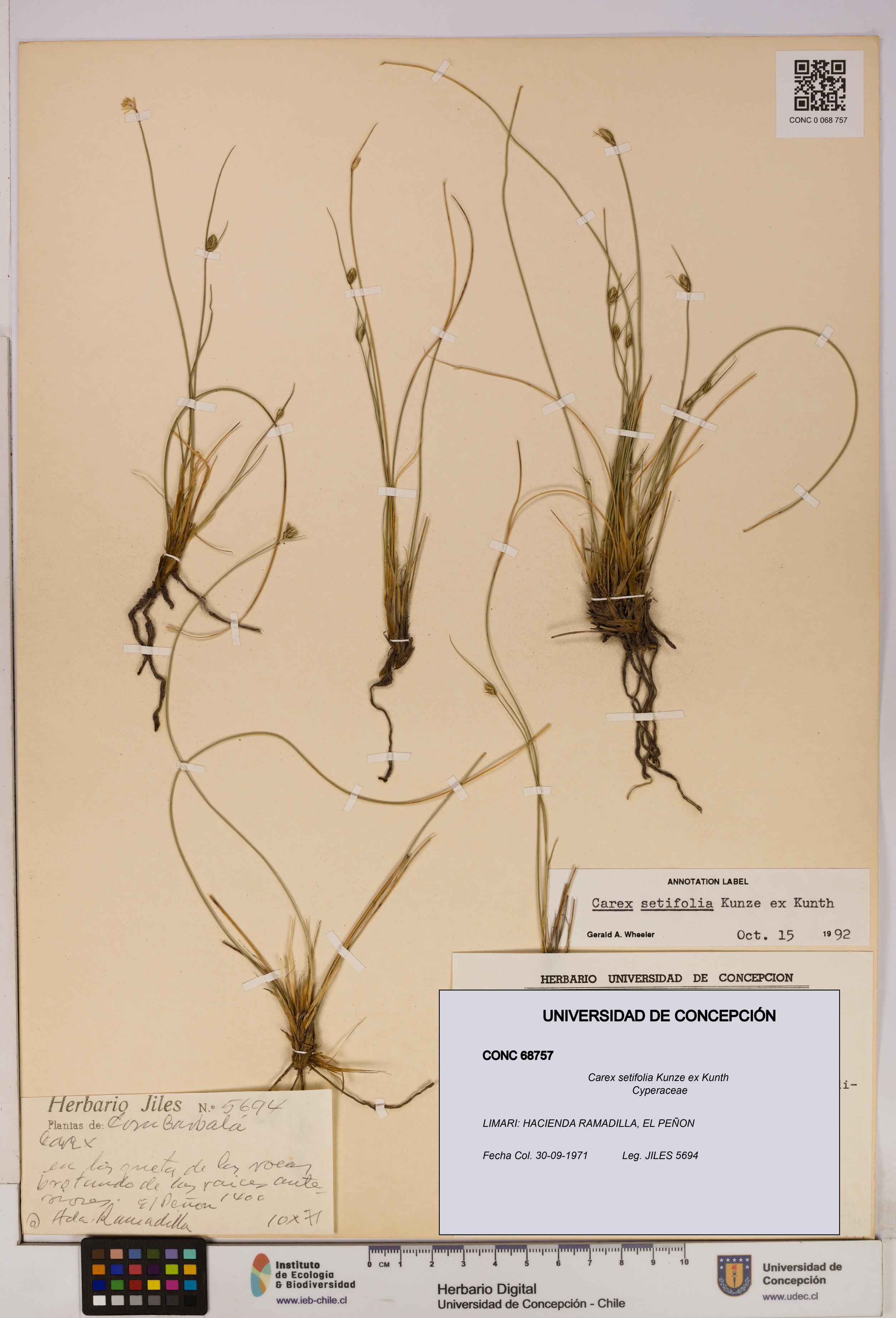 Carex setifolia [Espécimen: UDEC:CONC:0068757]