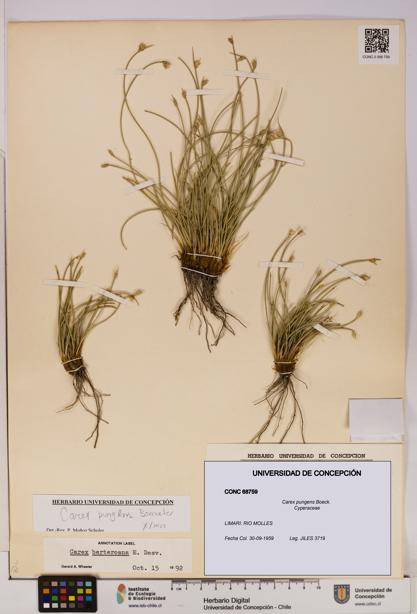 Carex pungens [Espécimen: UDEC:CONC:0068759]