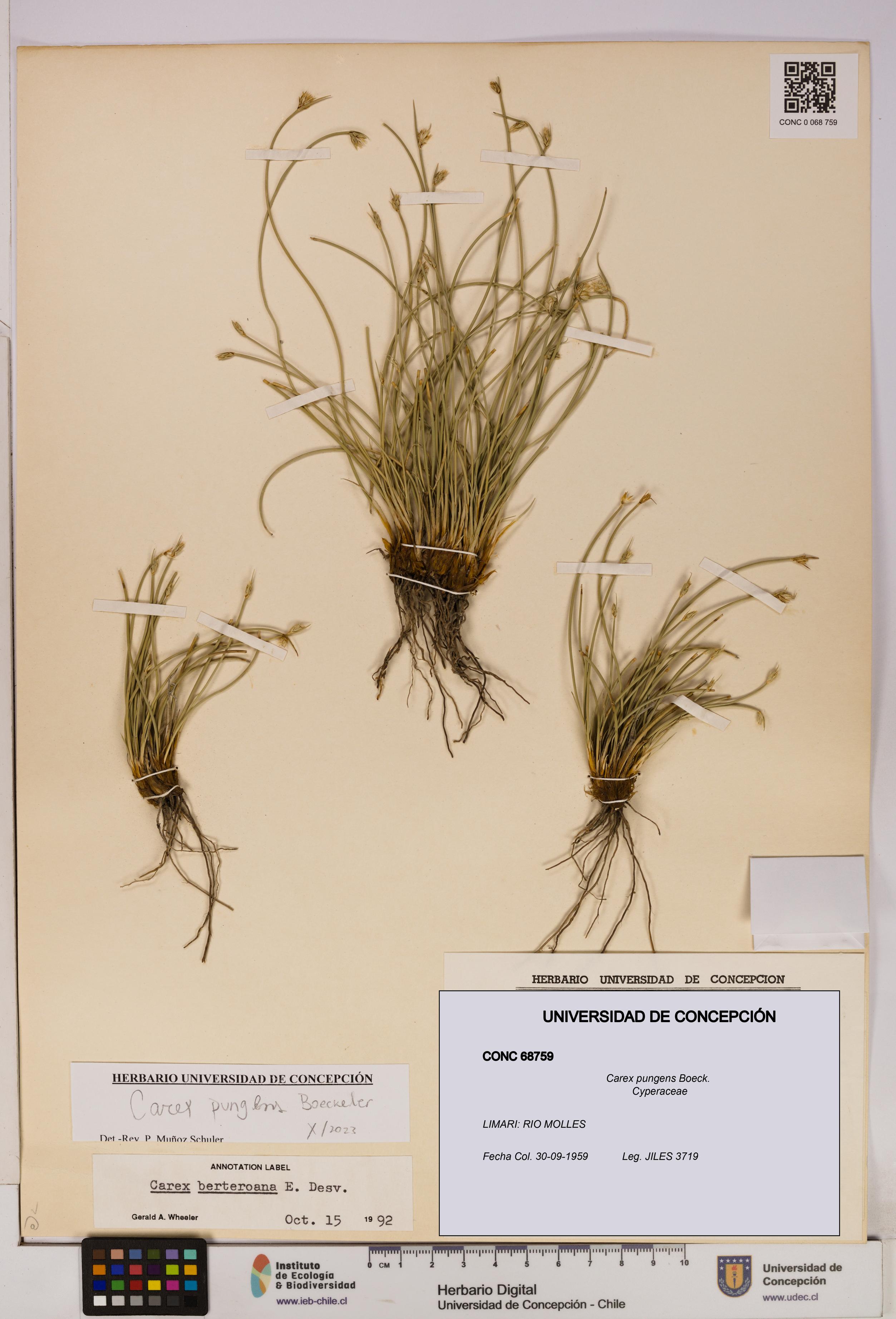 Carex pungens [Espécimen: UDEC:CONC:0068759]