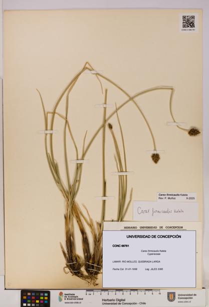 Carex firmicaulis [Espécimen: UDEC:CONC:0068761]
