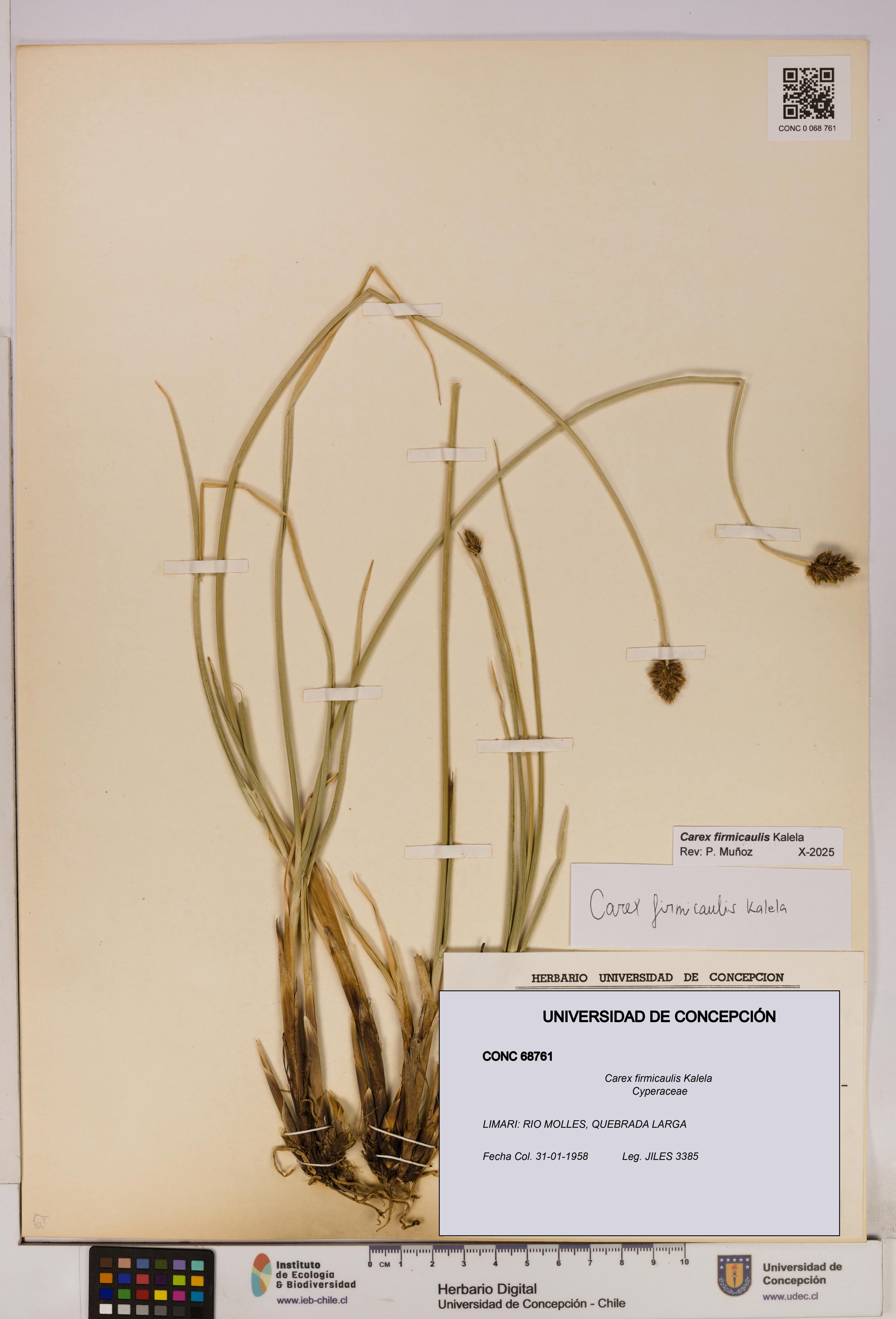 Carex firmicaulis [Espécimen: UDEC:CONC:0068761]