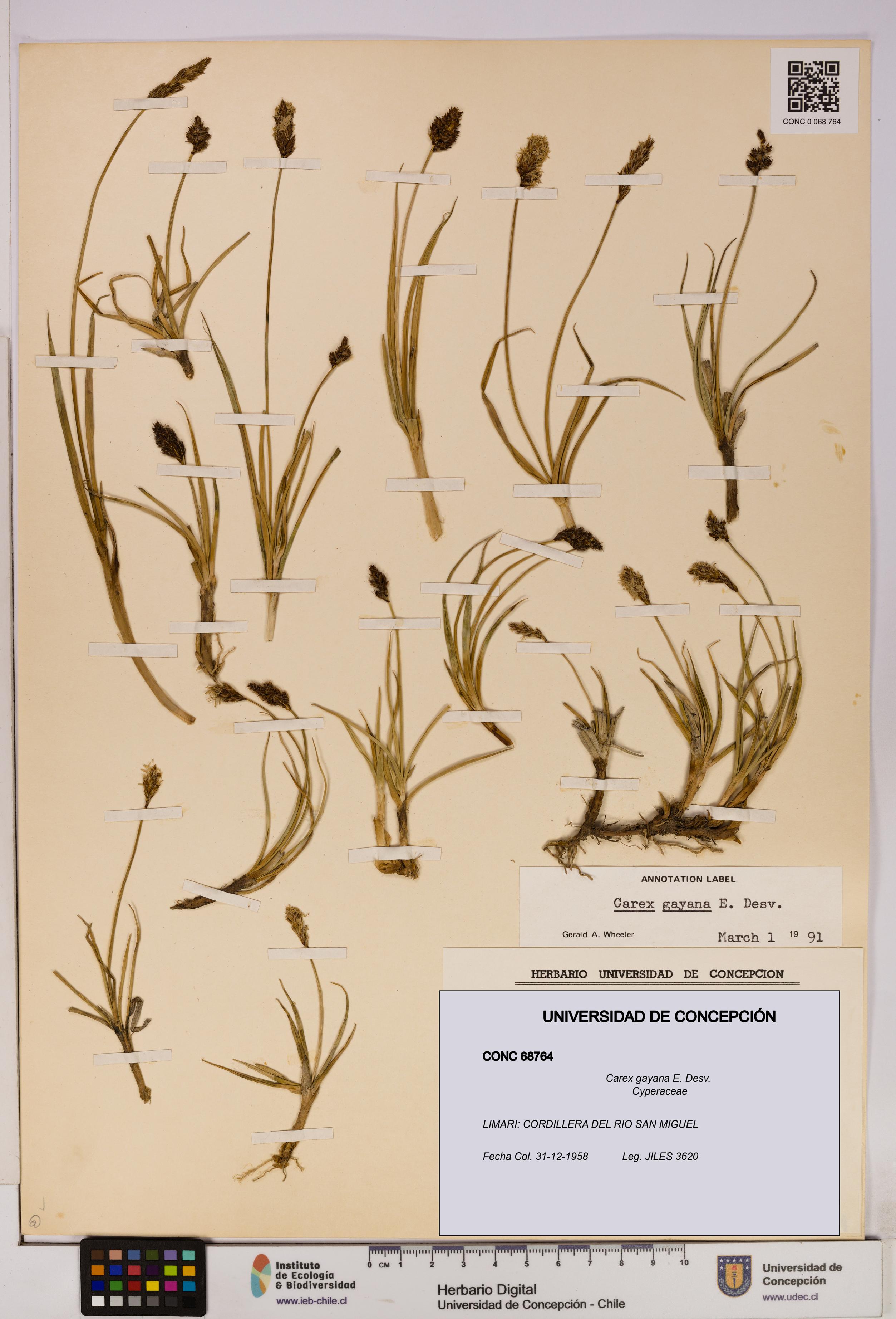 Carex gayana [Espécimen: UDEC:CONC:0068764]