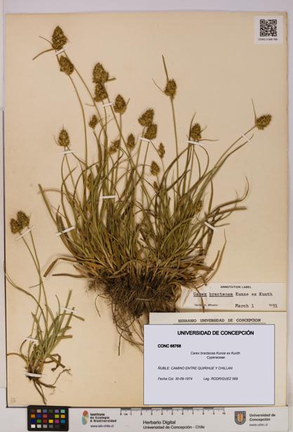 Carex bracteosa [Espécimen: UDEC:CONC:0068768]