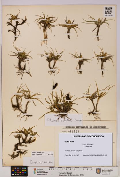 Carex reichei [Espécimen: UDEC:CONC:0068769]