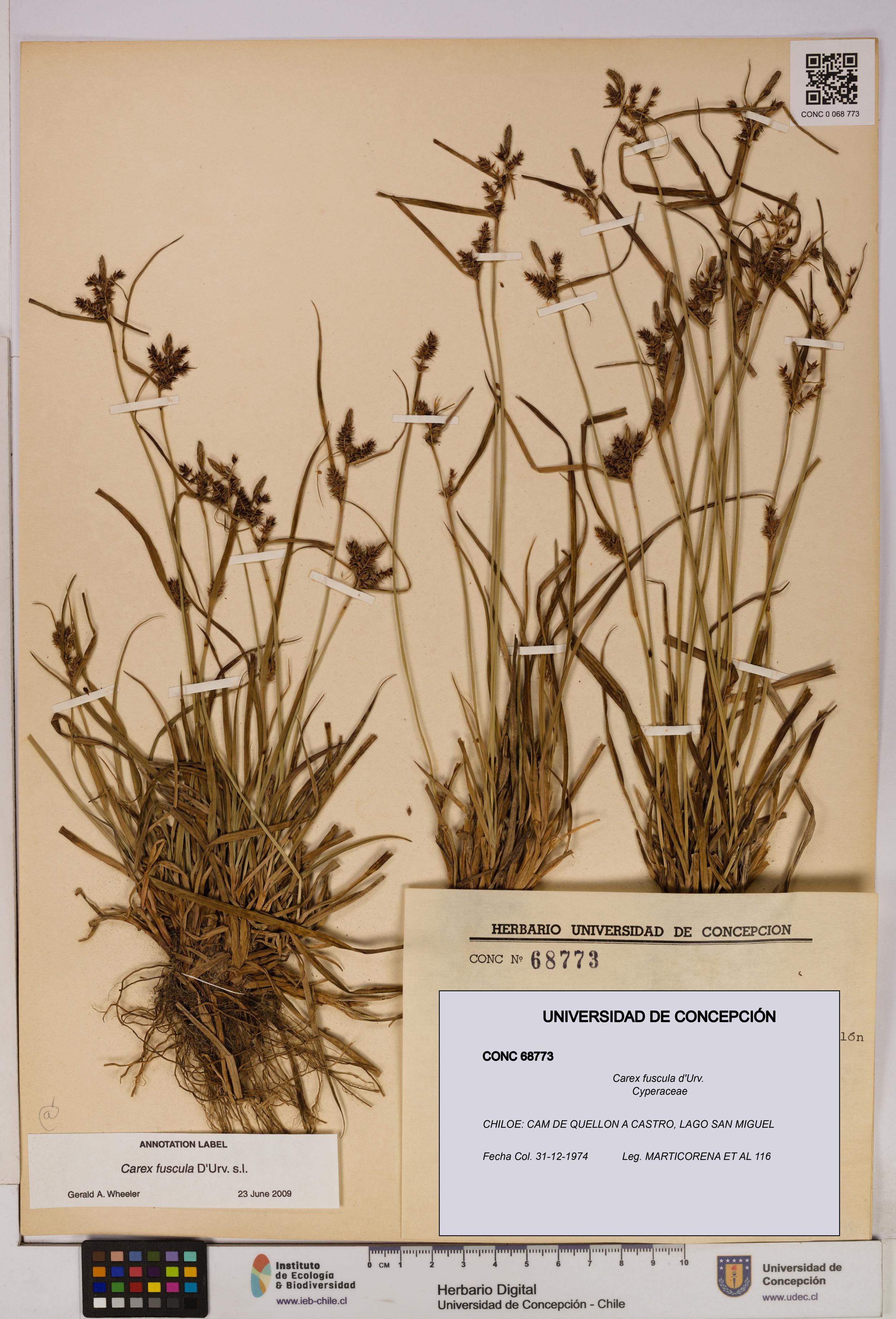 Carex fuscula [Espécimen: UDEC:CONC:0068773]