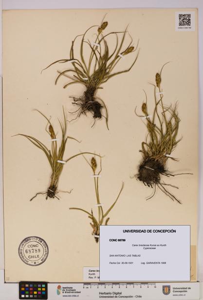 Carex bracteosa [Espécimen: UDEC:CONC:0068789]