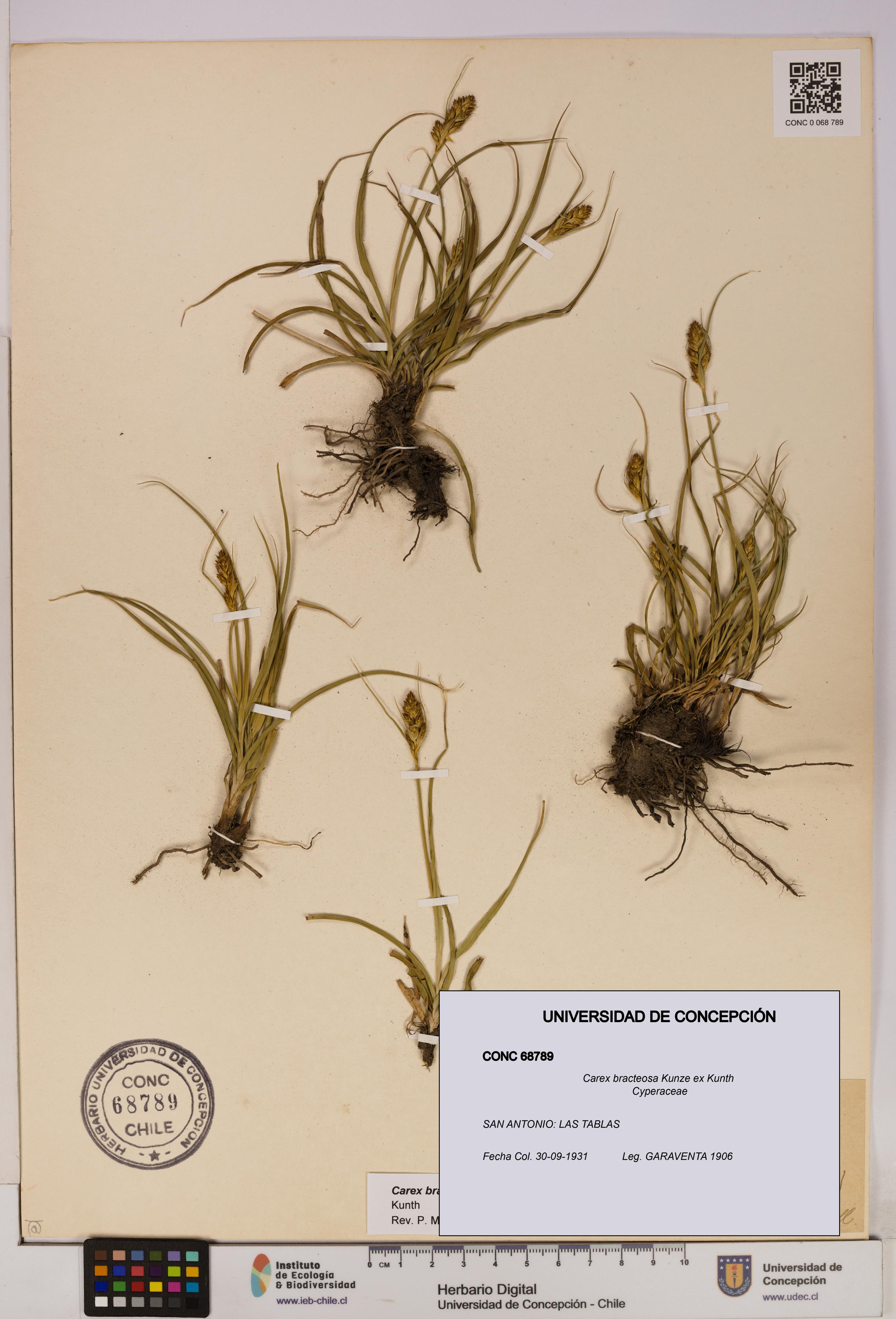 Carex bracteosa [Espécimen: UDEC:CONC:0068789]