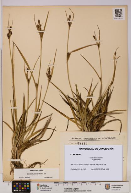 Carex fuscula [Espécimen: UDEC:CONC:0068790]