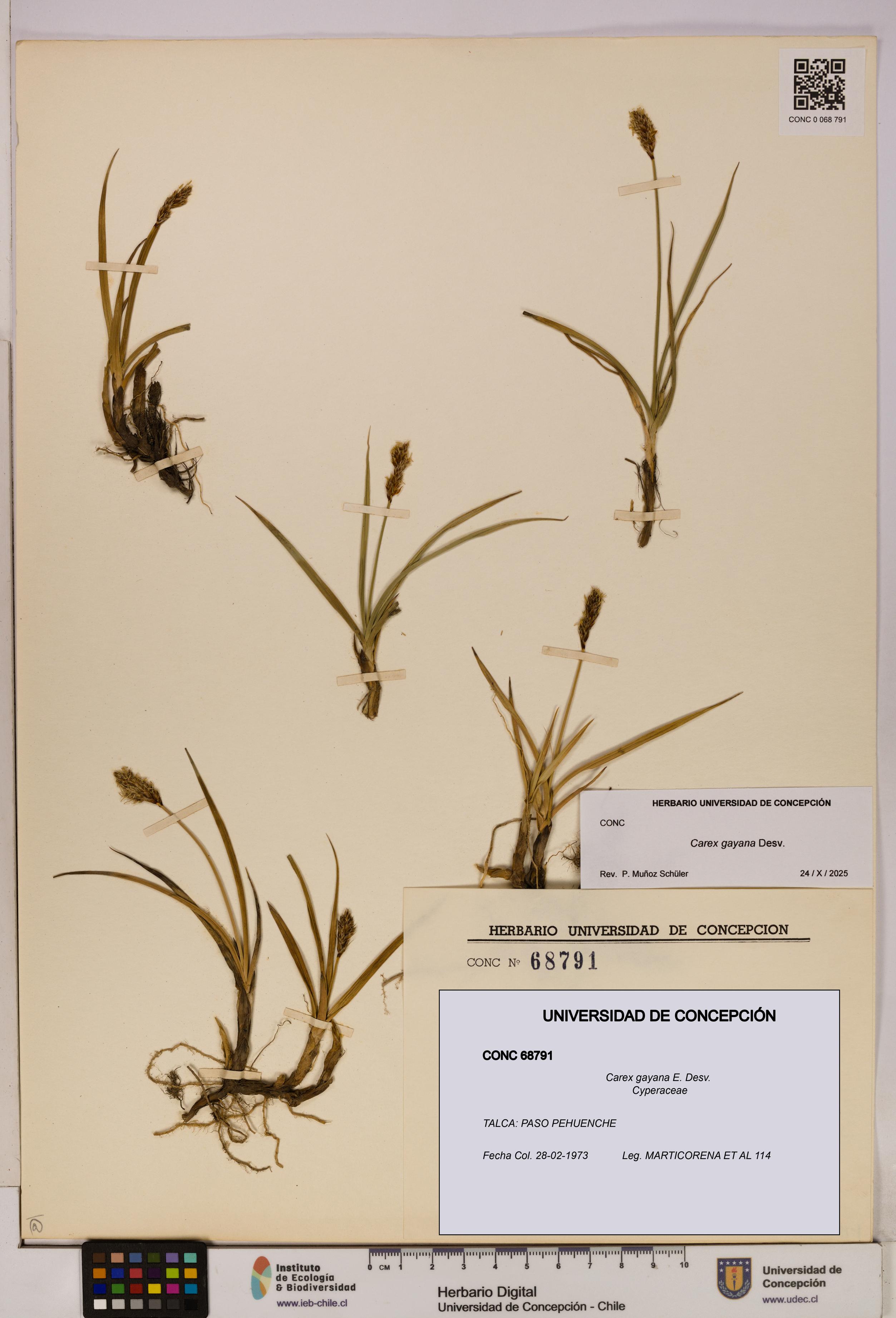Carex gayana [Espécimen: UDEC:CONC:0068791]