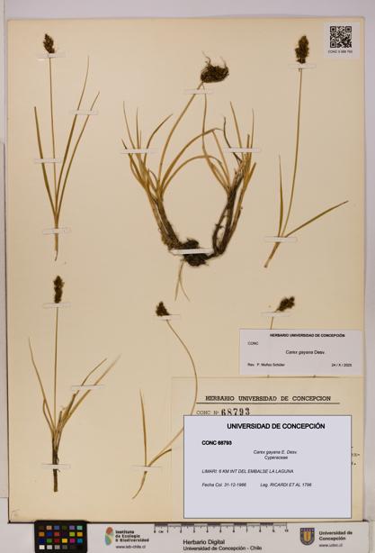 Carex gayana [Espécimen: UDEC:CONC:0068793]