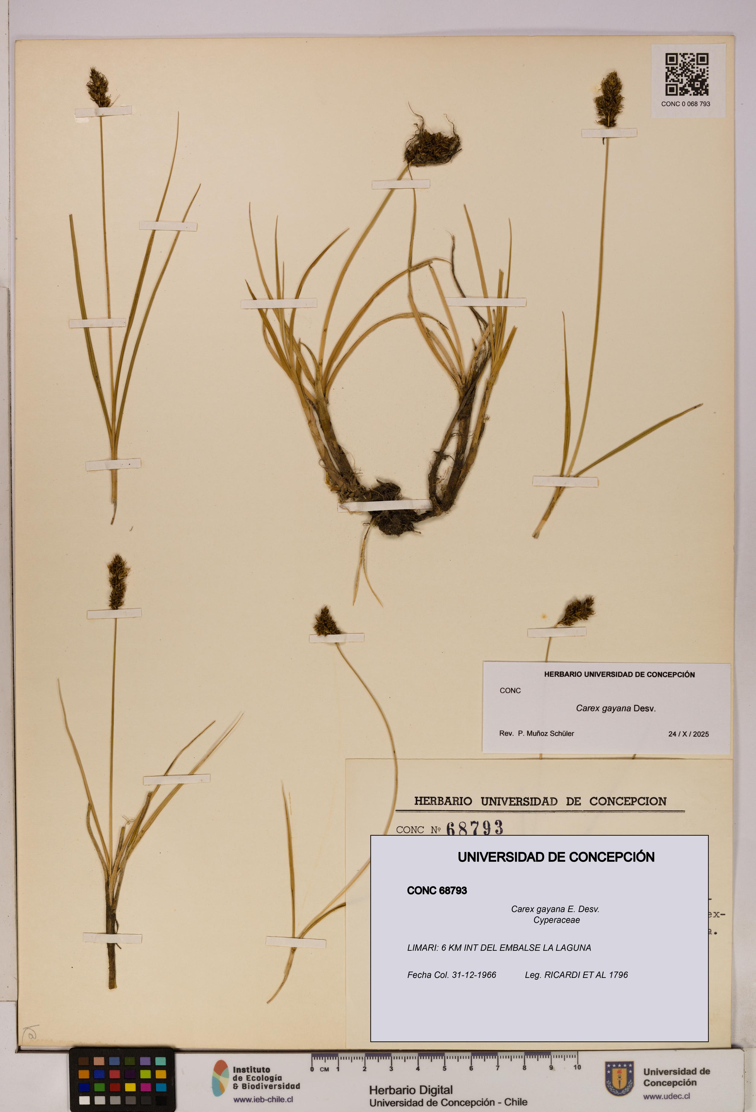 Carex gayana [Espécimen: UDEC:CONC:0068793]