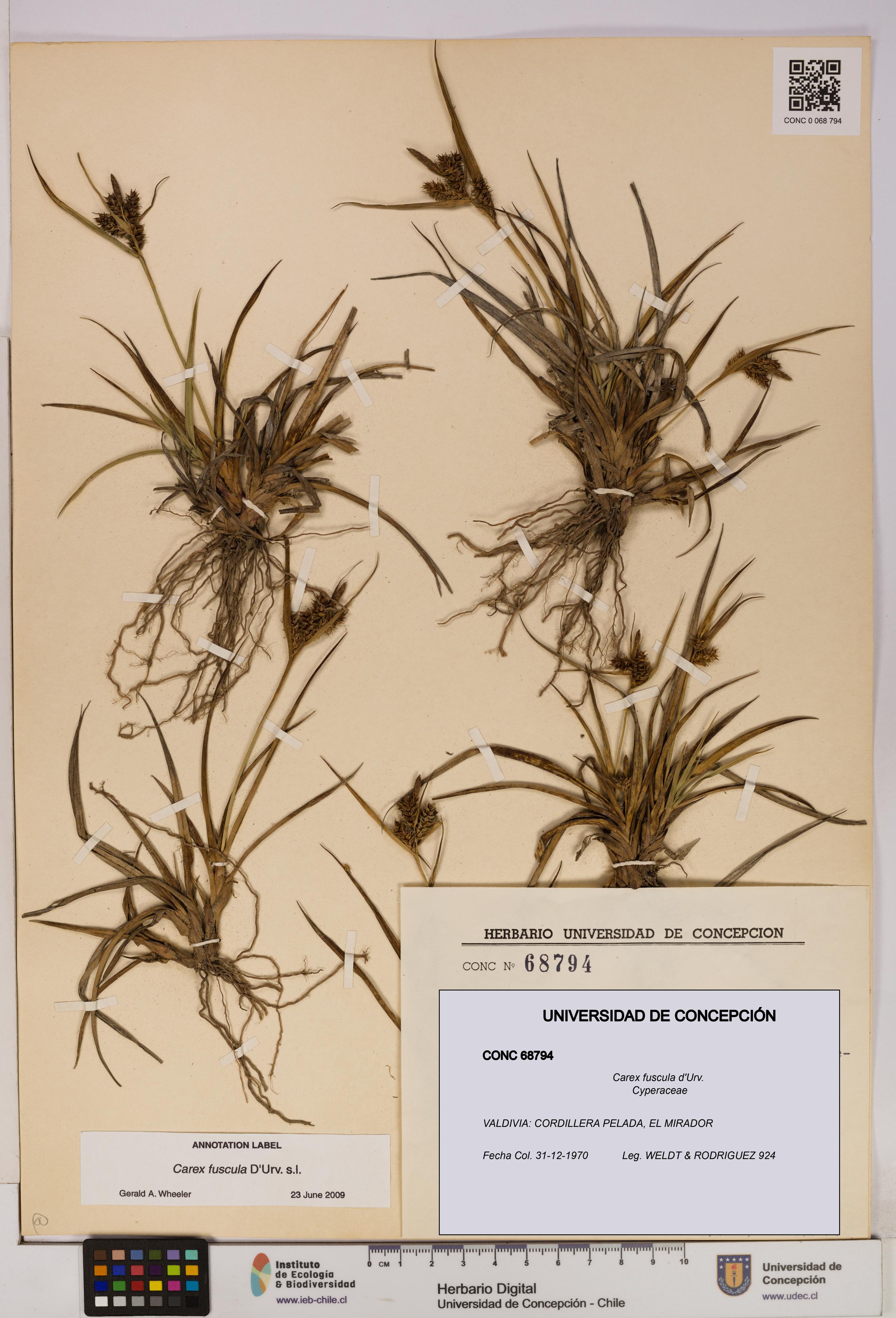 Carex fuscula [Espécimen: UDEC:CONC:0068794]