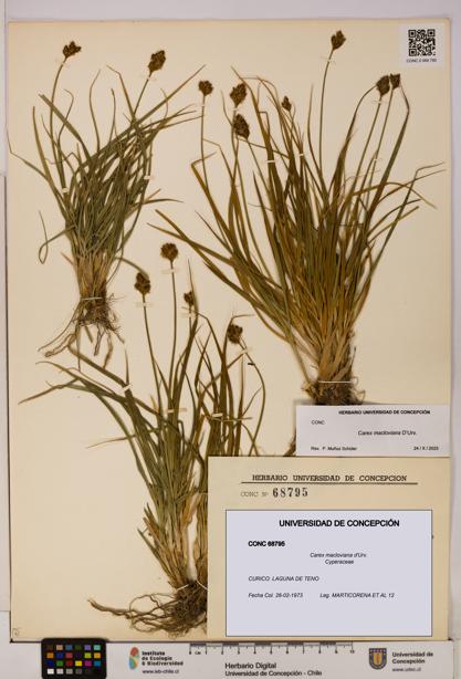 Carex macloviana [Espécimen: UDEC:CONC:0068795]