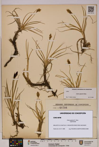 Carex gayana [Espécimen: UDEC:CONC:0068796]