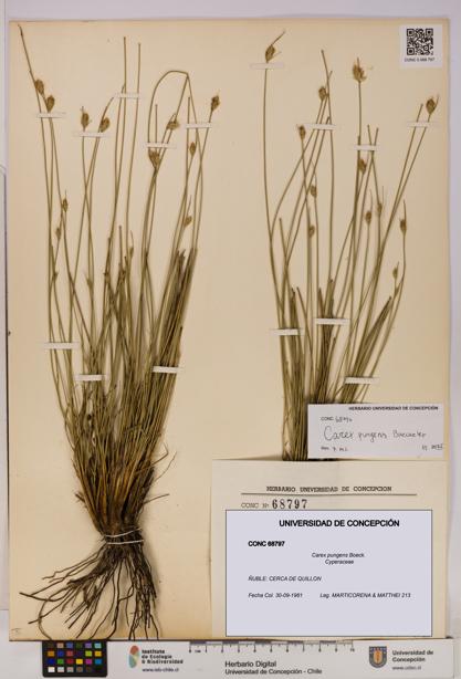 Carex pungens [Espécimen: UDEC:CONC:0068797]