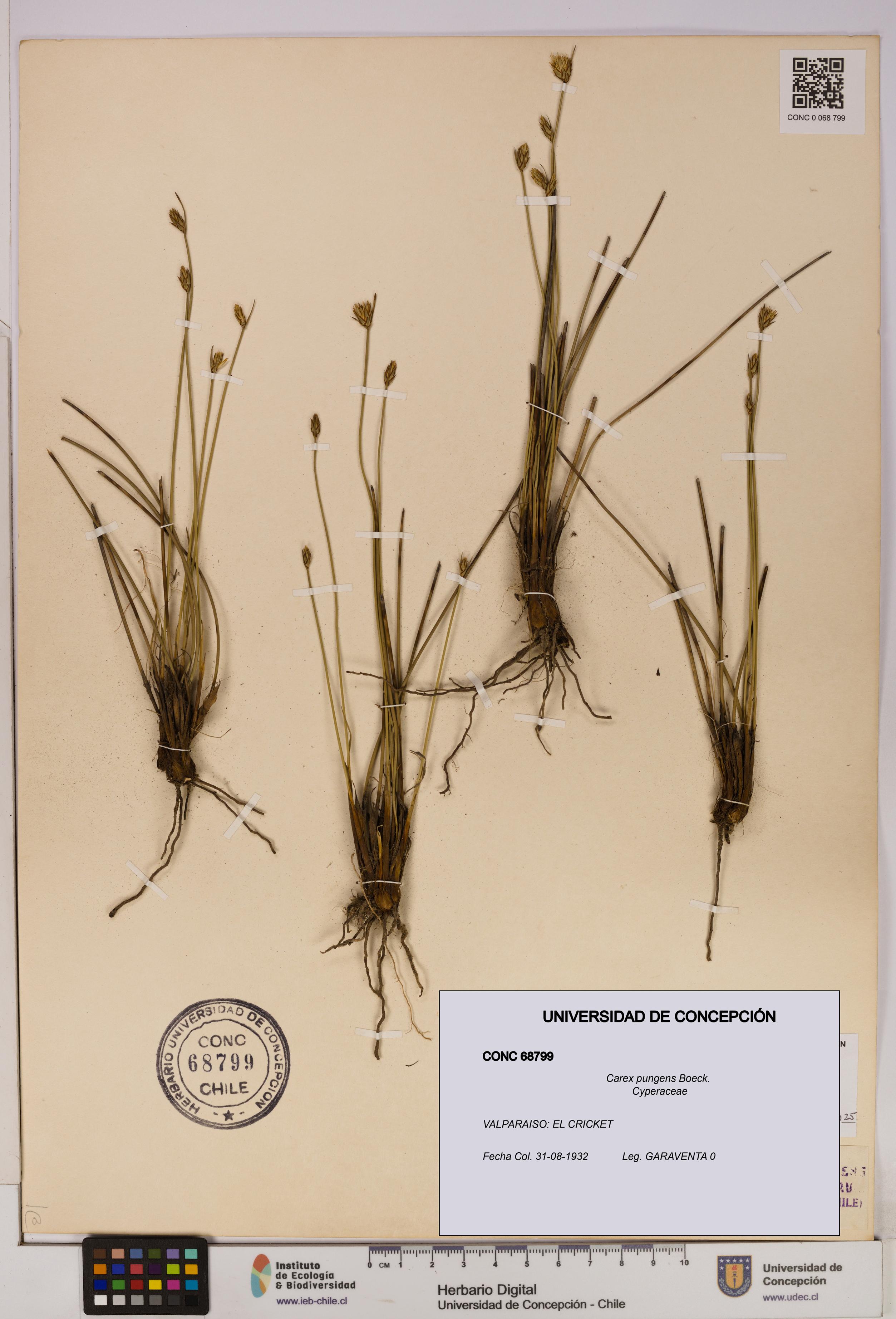 Carex pungens [Espécimen: UDEC:CONC:0068799]