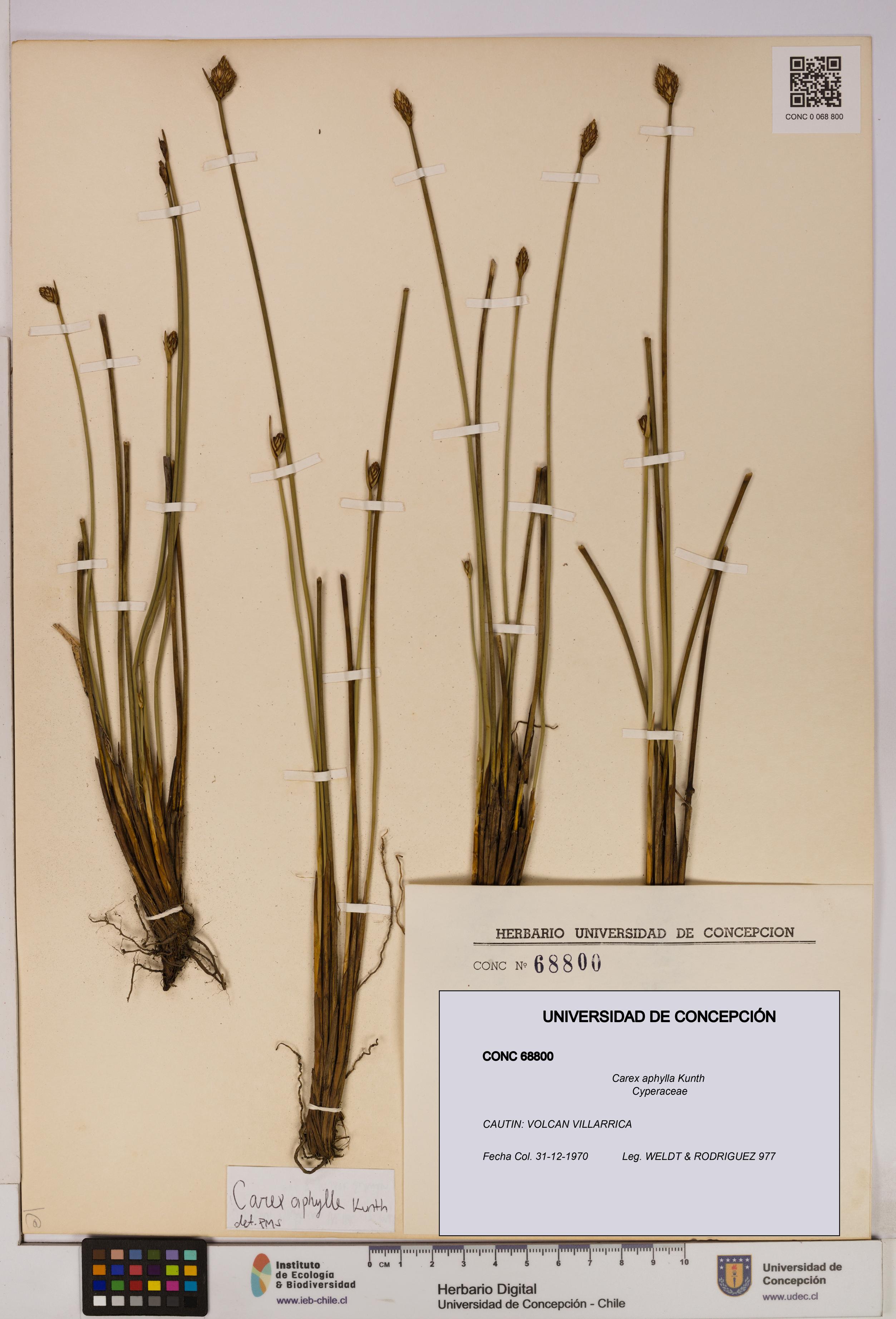 Carex aphylla [Espécimen: UDEC:CONC:0068800]