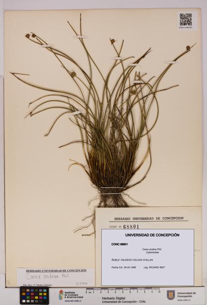 Carex andina [Espécimen: UDEC:CONC:0068801]