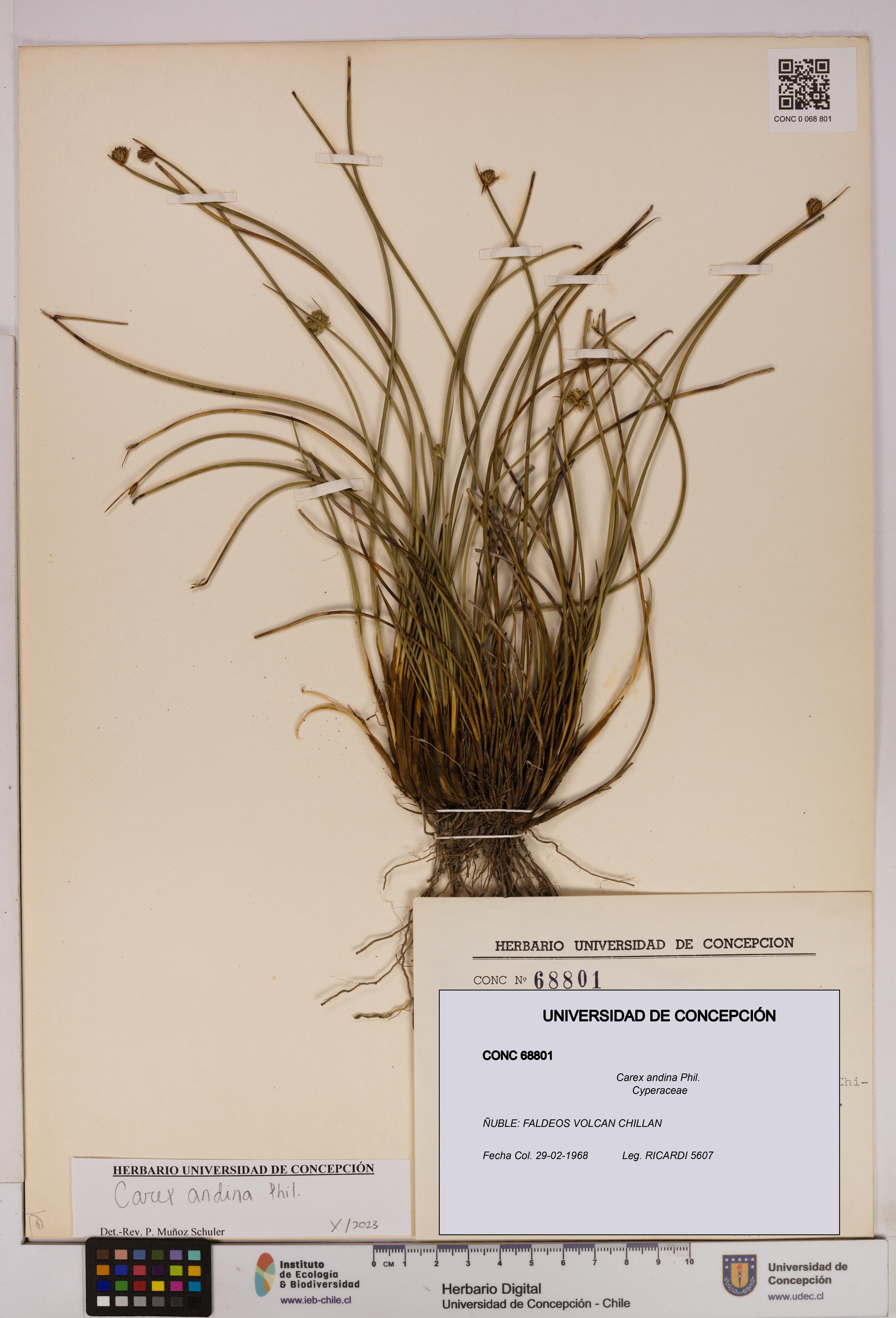 Carex andina [Espécimen: UDEC:CONC:0068801]
