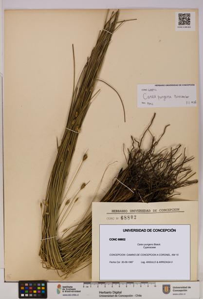 Carex pungens [Espécimen: UDEC:CONC:0068802]